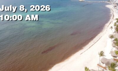 Daily Sargassum Sargasso Seaweed Report at Playa del Carmen, Mexico July 8, 2026