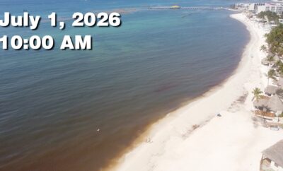 Daily Sargassum Sargasso Seaweed Report at Playa del Carmen, Mexico July 1, 2026